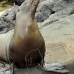 lion_sea_galapagos_san_v_0207_ecu2406.jpg